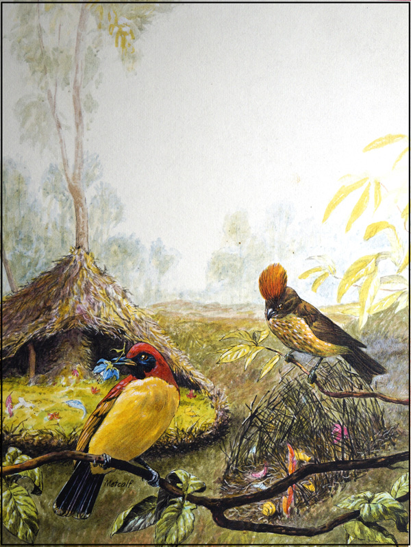 Bowerbirds (Original) (Signed) by Peter Metcalf at The Illustration Art Gallery