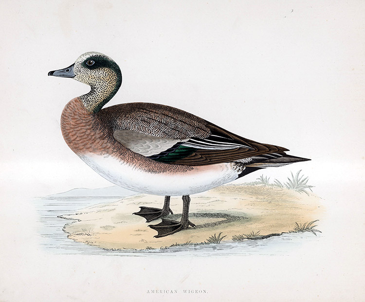 American Wigeon - hand coloured lithograph 1891 (Print) by Beverley R Morris at The Illustration Art Gallery