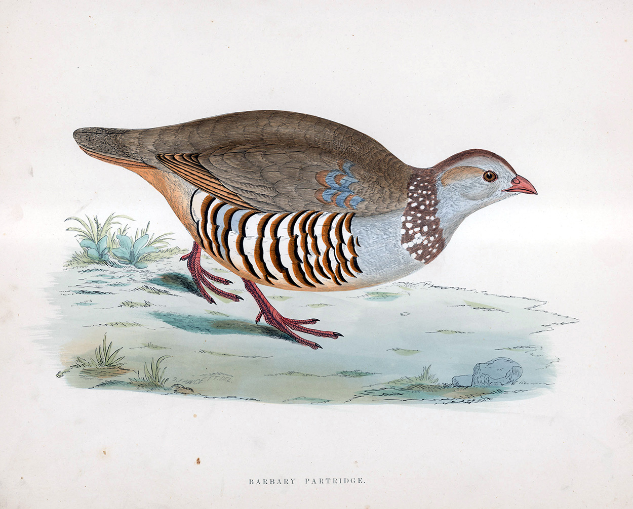 Barbary Partridge - hand coloured lithograph 1891 (Print) art by Beverley R Morris Art at The Illustration Art Gallery