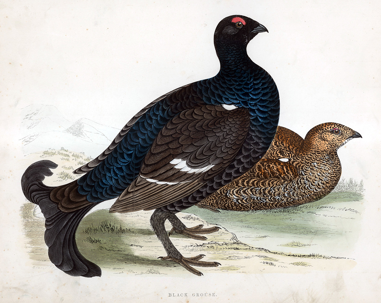 Black Grouse - hand coloured lithograph 1891 (Print) art by Beverley R Morris Art at The Illustration Art Gallery