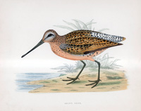 Brown Snipe - hand coloured lithograph 1891 (Print)