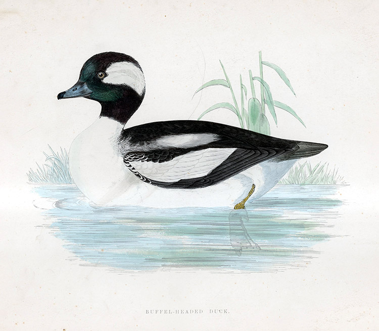 Buffel Headed Duck - hand coloured lithograph 1891 (Print) by Beverley R Morris at The Illustration Art Gallery