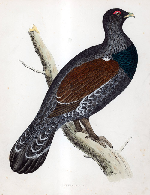 Capercaillie - hand coloured lithograph 1891 (Print) by Beverley R Morris at The Illustration Art Gallery