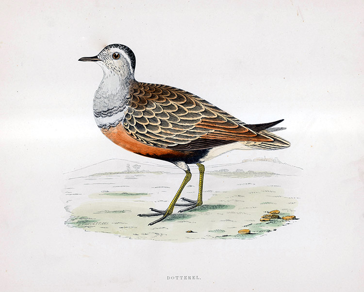 Dotterel - hand coloured lithograph 1891 (Print) by Beverley R Morris at The Illustration Art Gallery