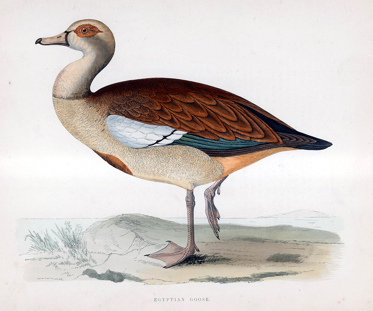 Egyptian Goose - hand coloured lithograph 1891 (Print) art by Beverley R Morris Art at The Illustration Art Gallery
