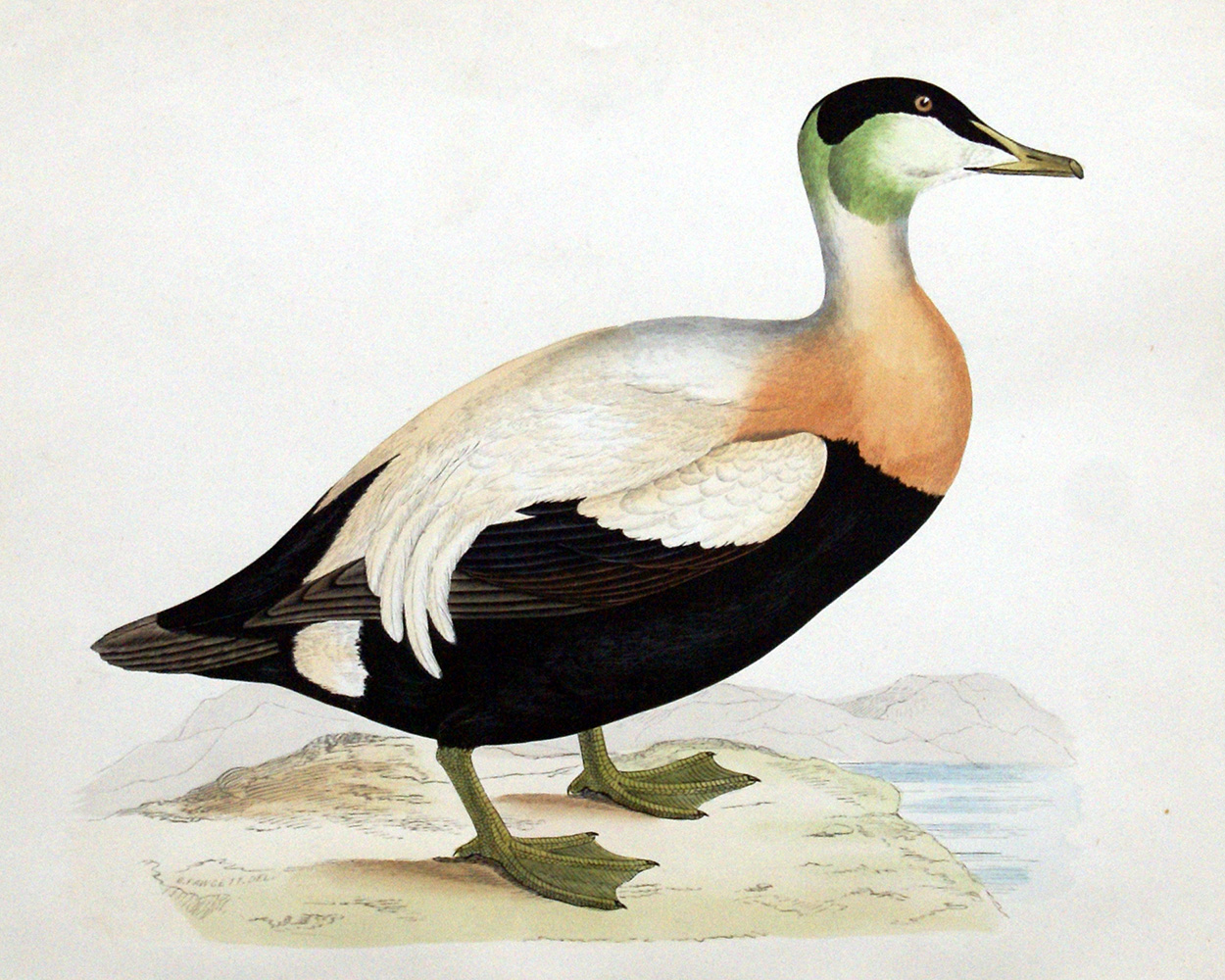 Eider Duck - hand coloured lithograph 1891 (Print) art by Beverley R Morris Art at The Illustration Art Gallery