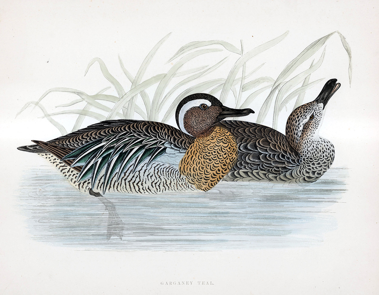 Garganey Teal - hand coloured lithograph 1891 (Print) art by Beverley R Morris at The Illustration Art Gallery