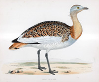 Great Bustard - hand coloured lithograph 1891 (Print)