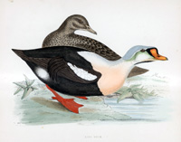 King Duck - hand coloured lithograph 1891 (Print)