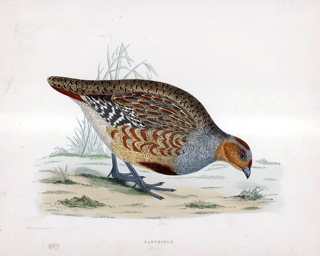 Partridge - hand coloured lithograph 1891 (Print) art by Beverley R Morris Art at The Illustration Art Gallery