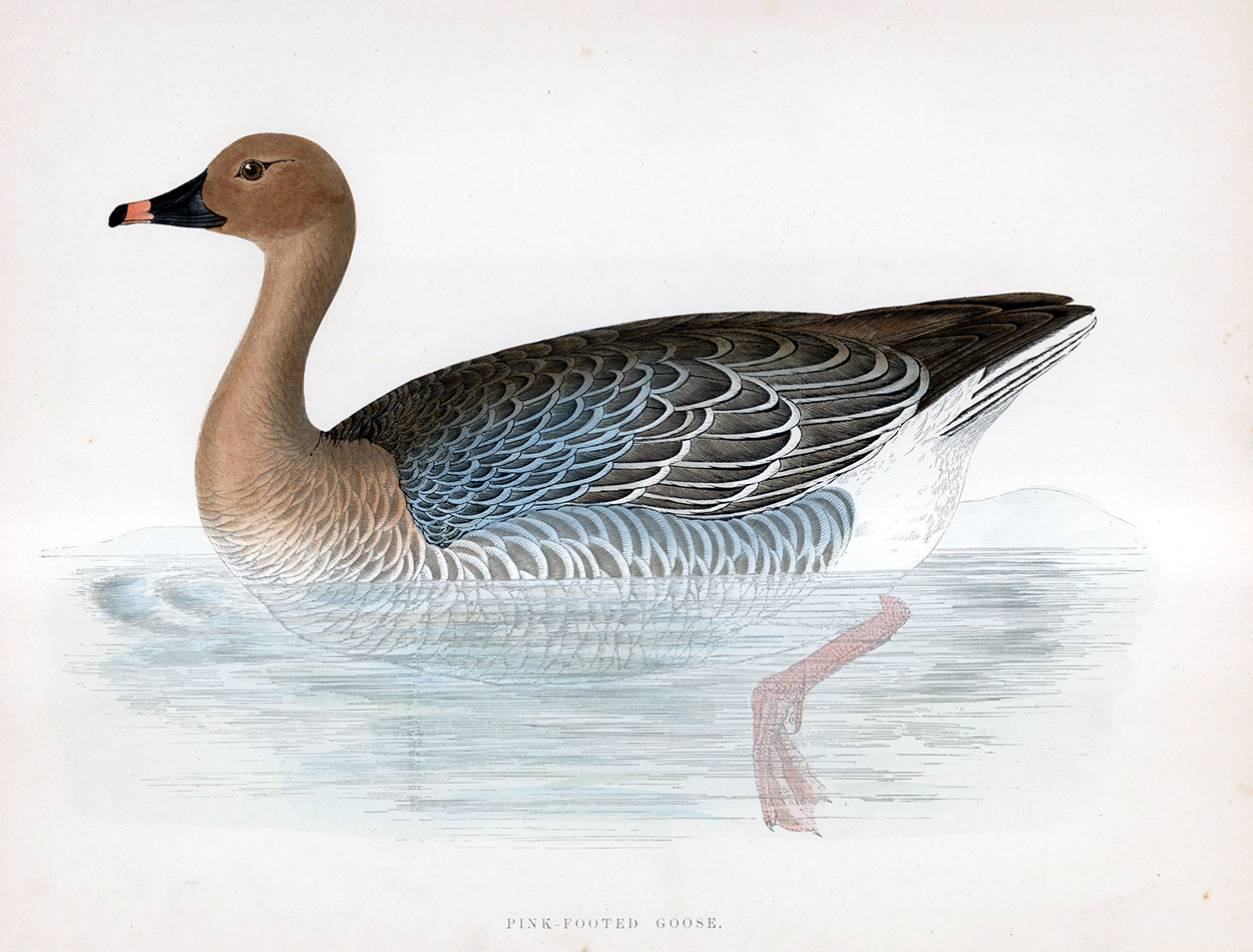 Pink Footed Goose - hand coloured lithograph 1891 (Print) art by Beverley R Morris Art at The Illustration Art Gallery