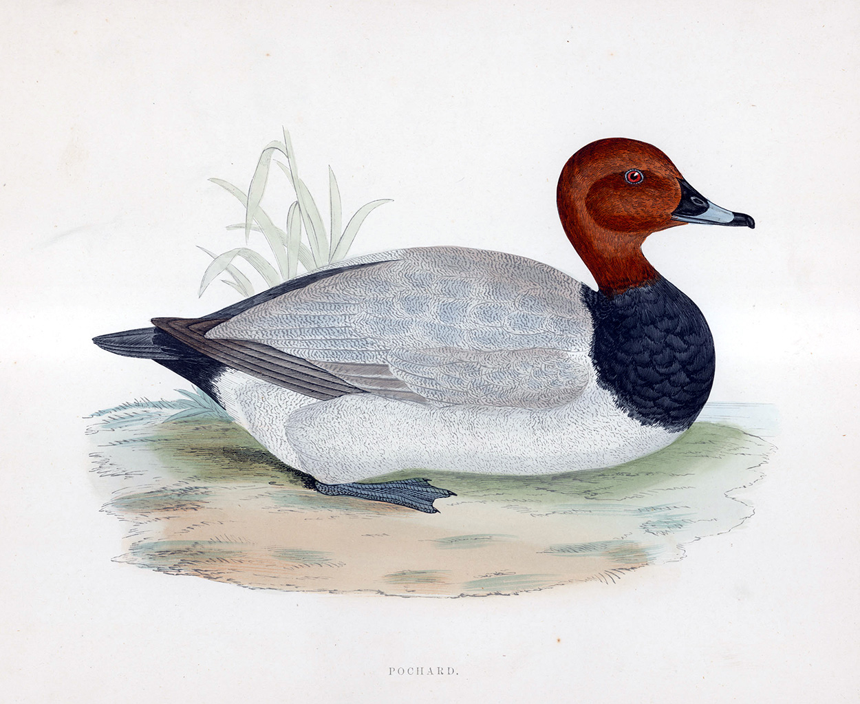 Pochard - hand coloured lithograph 1891 (Print) art by Beverley R Morris at The Illustration Art Gallery