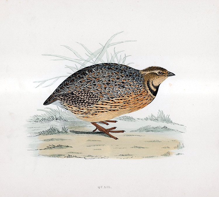 Quail - hand coloured lithograph 1891 (Print) by Beverley R Morris at The Illustration Art Gallery