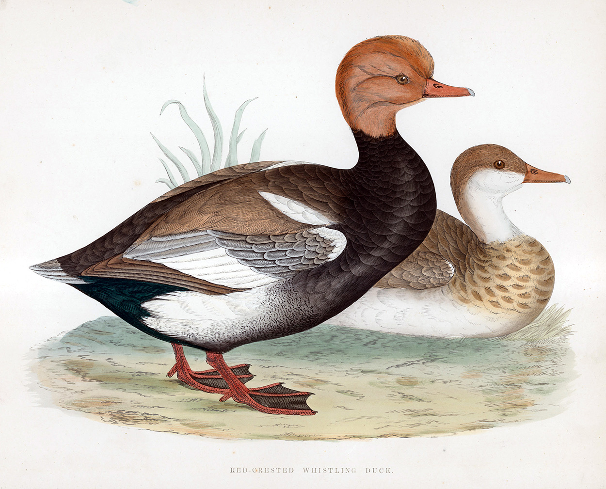 Red Crested Whistling Duck - hand coloured lithograph 1891 (Print) art by Beverley R Morris at The Illustration Art Gallery