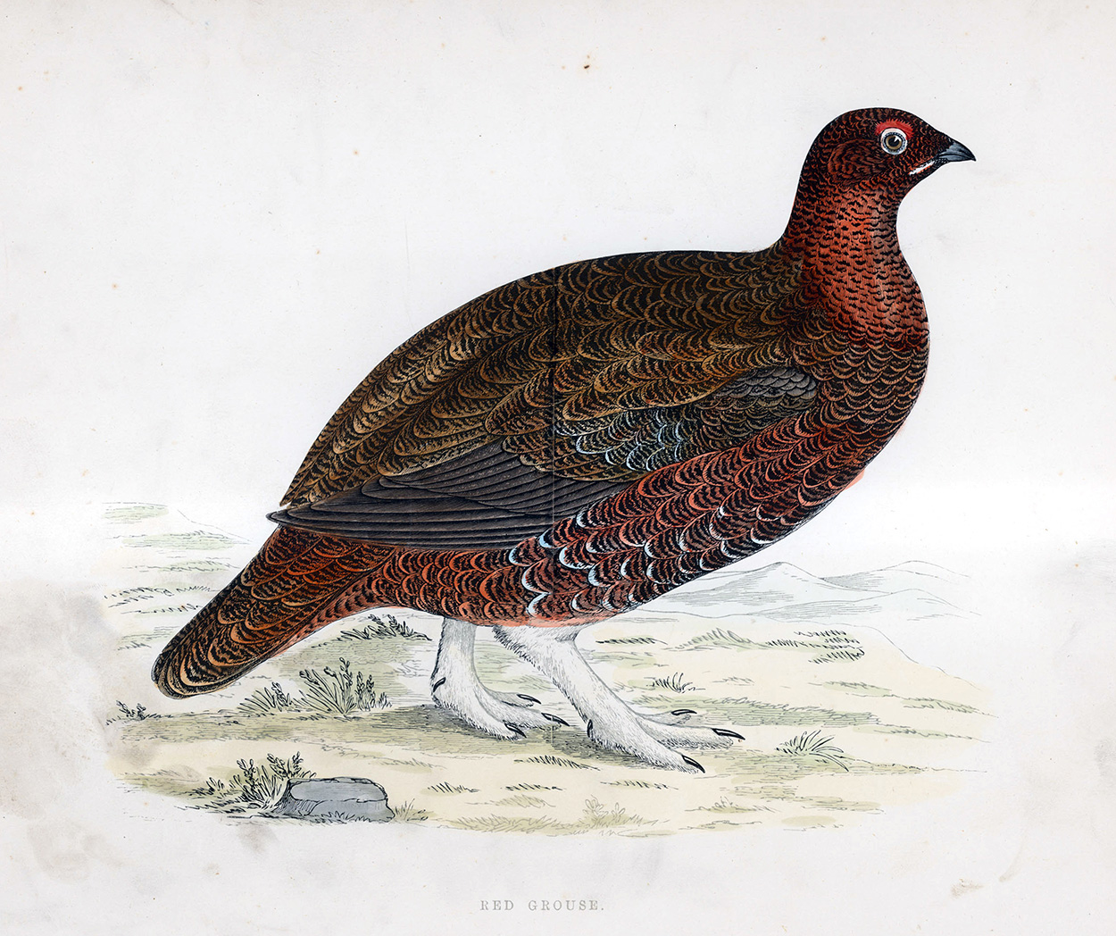 Red Grouse - hand coloured lithograph 1891 (Print) art by Beverley R Morris at The Illustration Art Gallery
