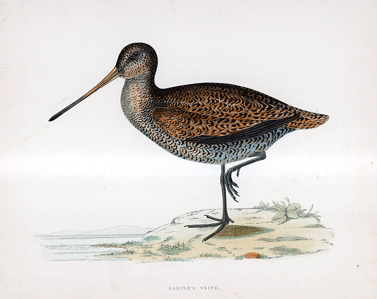 Sabine's Snipe - hand coloured lithograph 1891 (Print) by Beverley R Morris at The Illustration Art Gallery