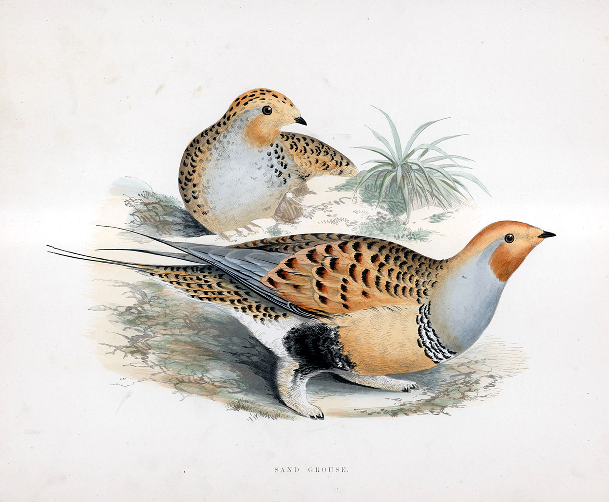 Sand Grouse - hand coloured lithograph 1891 (Print) art by Beverley R Morris Art at The Illustration Art Gallery