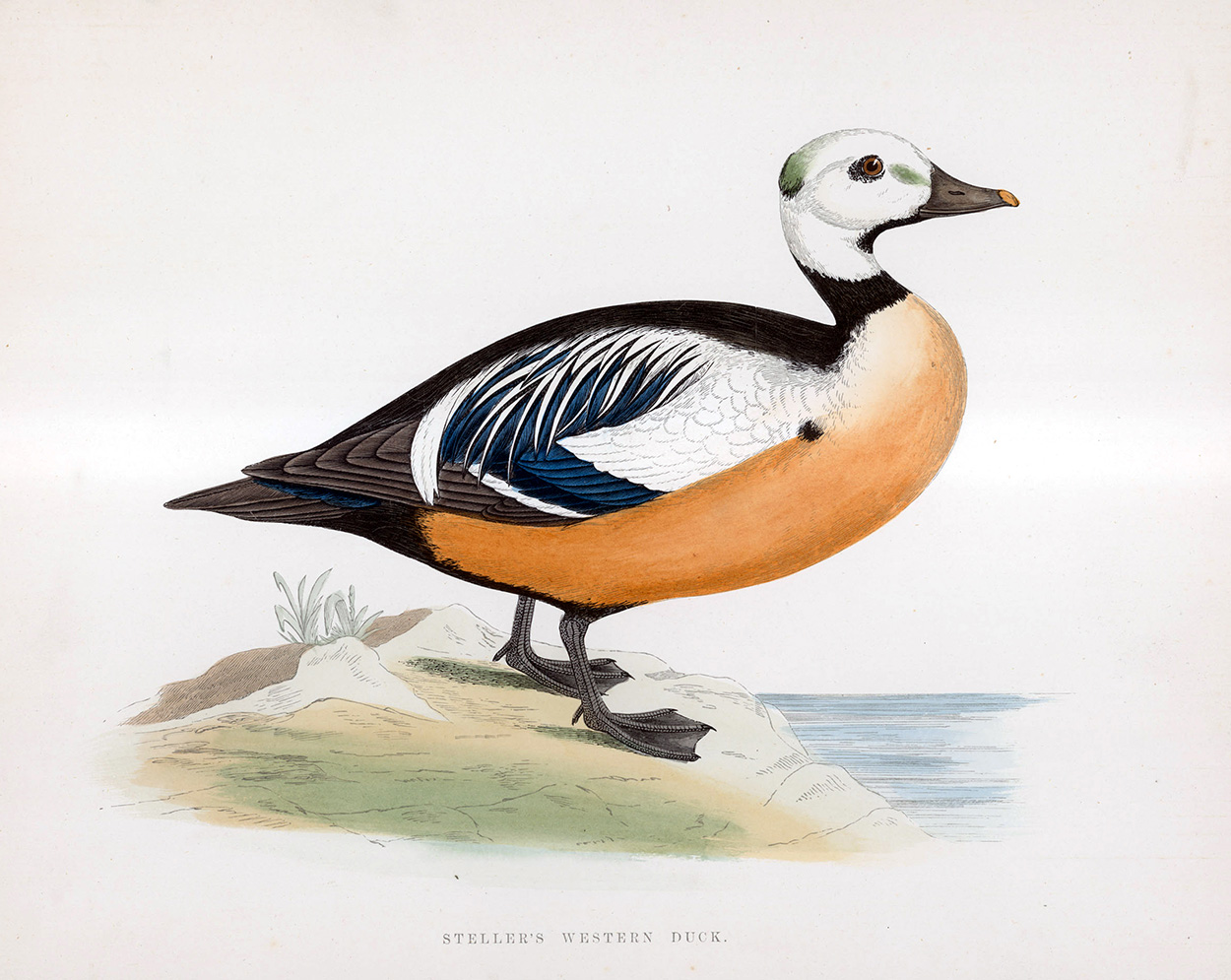 Steller's Western Duck - hand coloured lithograph 1891 (Print) art by Beverley R Morris at The Illustration Art Gallery