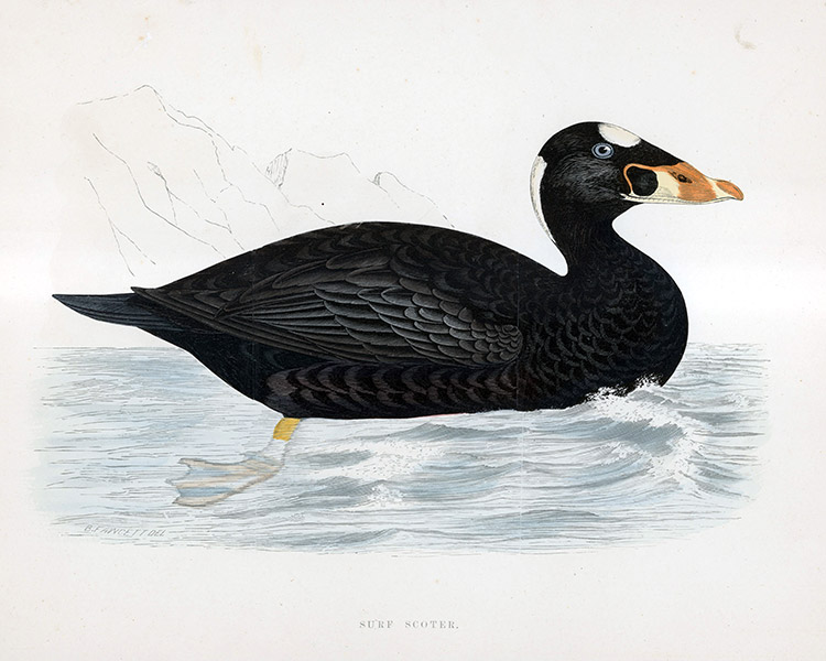 Surf Scoter - hand coloured lithograph 1891 (Print) by Beverley R Morris at The Illustration Art Gallery