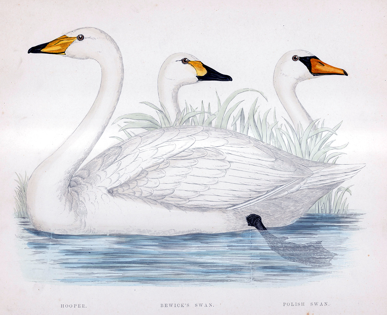 Bewick's Swan - hand coloured lithograph 1891 (Print) art by Beverley R Morris Art at The Illustration Art Gallery
