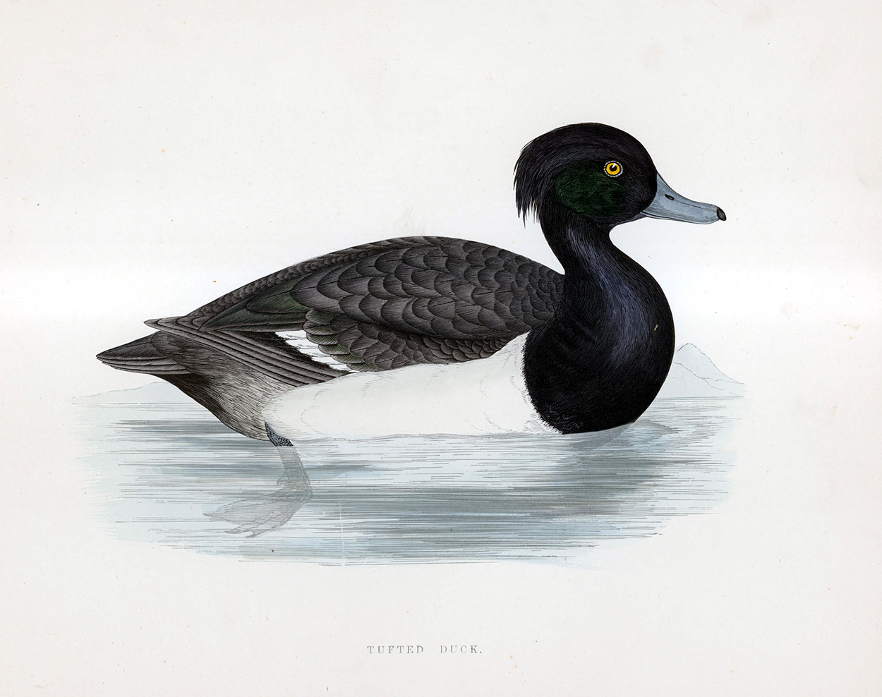 Tufted Duck - hand coloured lithograph 1891 (Print) art by Beverley R Morris at The Illustration Art Gallery