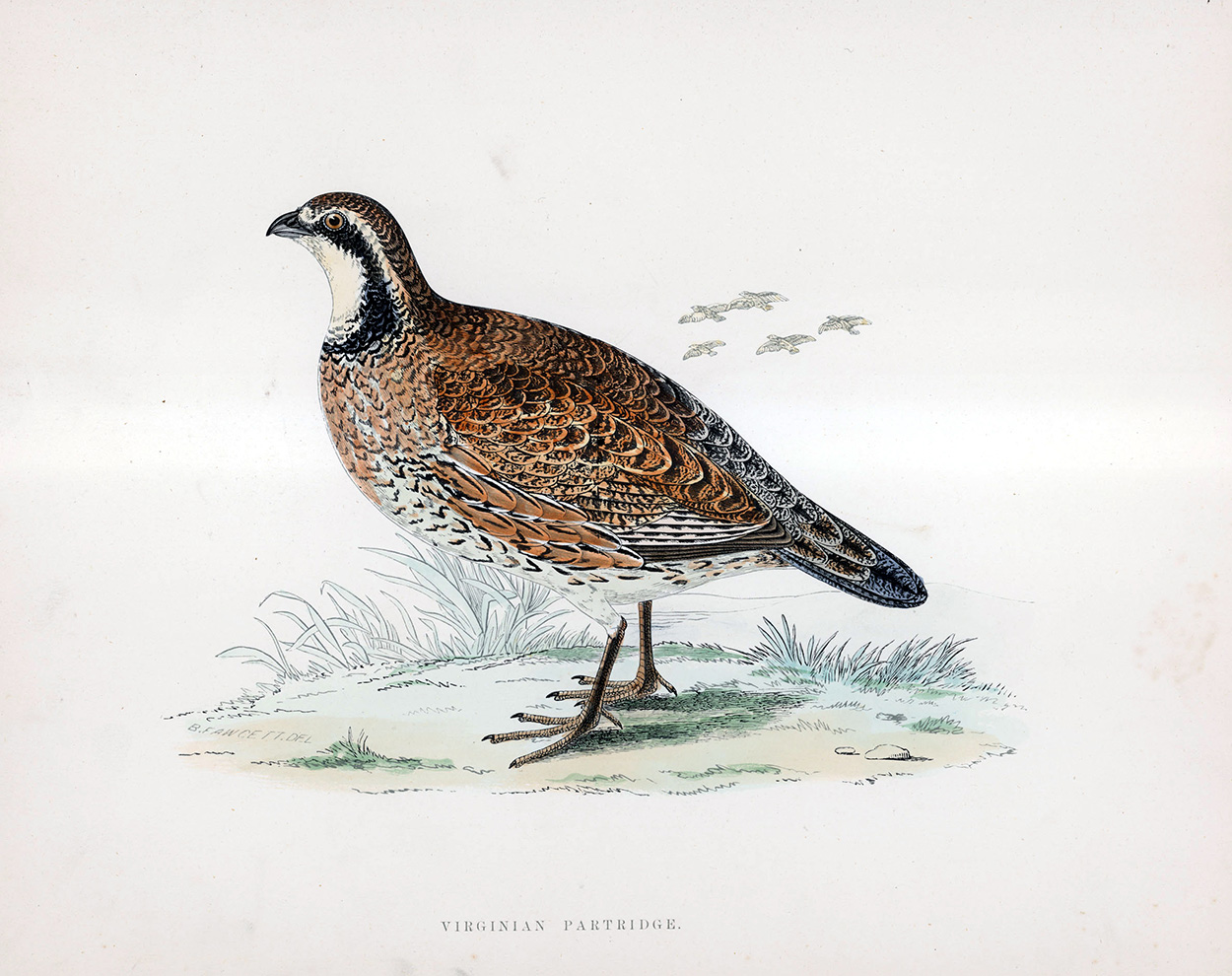 Virginian Partridge - hand coloured lithograph 1891 (Print) art by Beverley R Morris at The Illustration Art Gallery