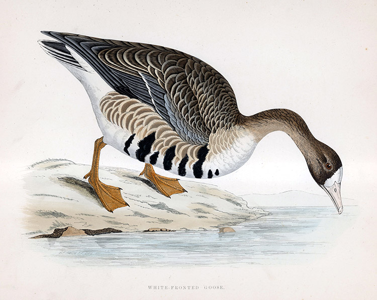 White Fronted Goose - hand coloured lithograph 1891 (Print) by Beverley R Morris at The Illustration Art Gallery