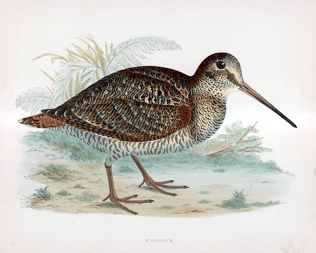 Woodcock - hand coloured lithograph 1891 (Print) art by Beverley R Morris at The Illustration Art Gallery