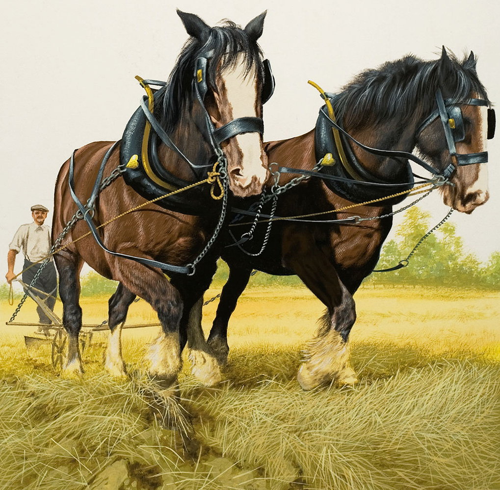 Heavy horses