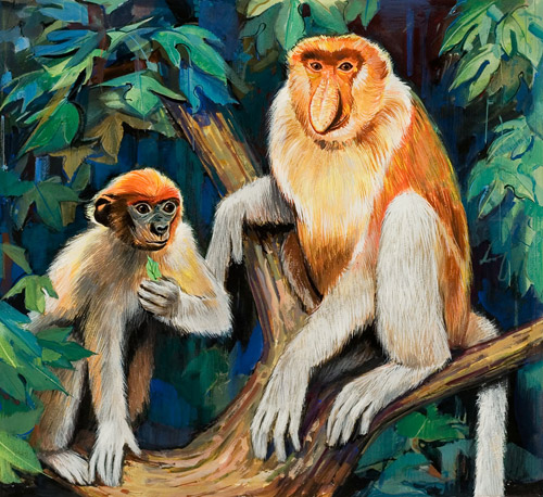 Proboscis Monkey (Original) by David Nockels at The Illustration Art Gallery