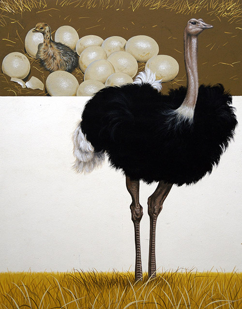 The Ostrich - The Bird that Cannot Fly (Original) (Signed) by David Nockels Art at The Illustration Art Gallery