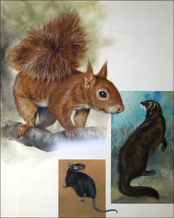 Rare Animals of Britain (Original) (Signed) by David Nockels at The Illustration Art Gallery