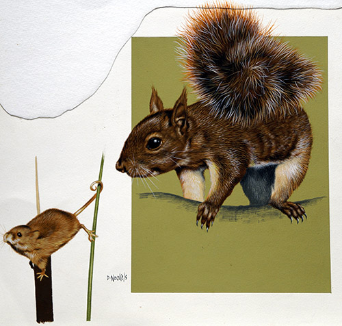 Red Squirrel (Original) (Signed) by David Nockels at The Illustration Art Gallery