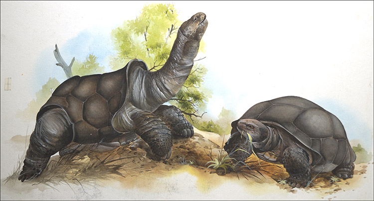 Galápagos Tortoises (Original) by David Nockels at The Illustration Art Gallery