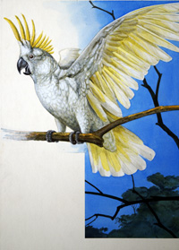 Sulphur-Crested Cockatoo art by Arthur Oxenham