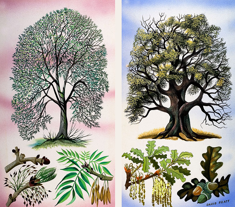 Ash and Oak Trees (Original) (Signed) by David Pratt at The Illustration Art Gallery