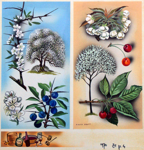 Wild Fruit Trees Blackthorn & Wild Cherry (Original) (Signed) by David Pratt at The Illustration Art Gallery