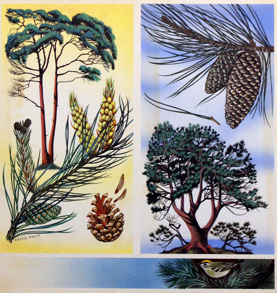 Scots Pine & Maritime Pine (Original) (Signed) art by David Pratt at The Illustration Art Gallery
