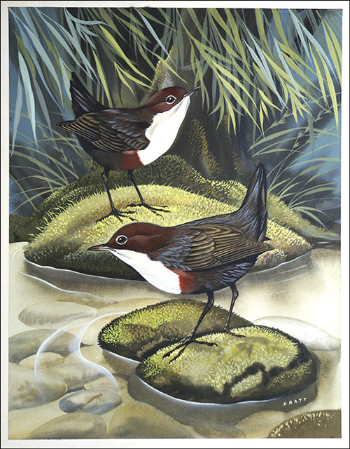 The Dipper, also known as the Water Ousel (Original) (Signed) by David Pratt at The Illustration Art Gallery
