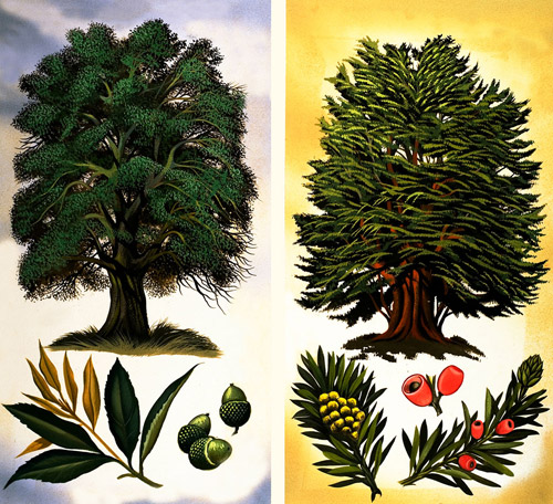 Holm Oak & Yew (Original) by David Pratt at The Illustration Art Gallery
