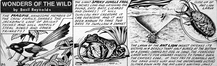 Wonders of the Wild - Smoky Jungle Frog (Original) by Basil Reynolds at The Illustration Art Gallery