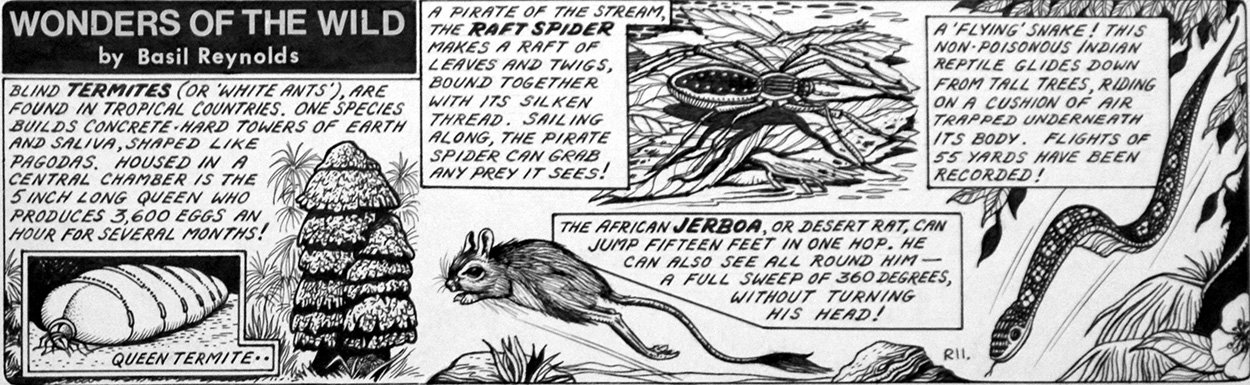 Wonders of the Wild - Flying Snake (Original) art by Basil Reynolds Art at The Illustration Art Gallery
