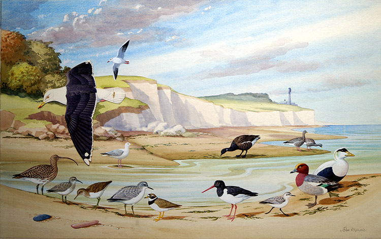 Birds to spot on the Sea Shore (Original) (Signed) by John Rignall at The Illustration Art Gallery