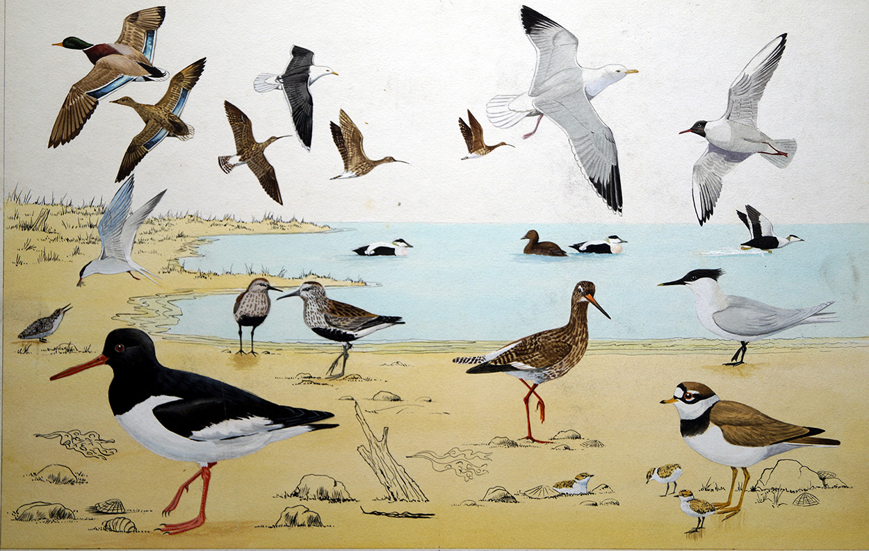 Shore Birds (Original) art by John Rignall Art at The Illustration Art Gallery
