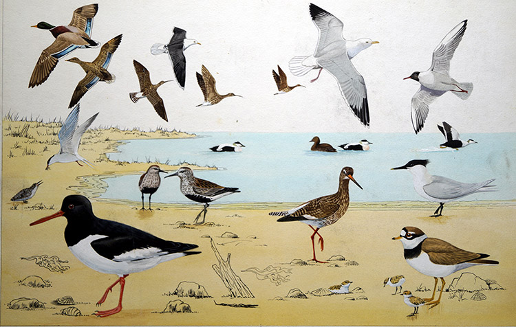 Shore Birds (Original) by John Rignall at The Illustration Art Gallery