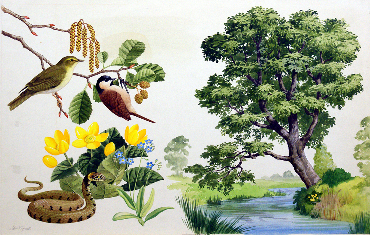 The Alder Tree (Original) (Signed) art by John Rignall at The Illustration Art Gallery