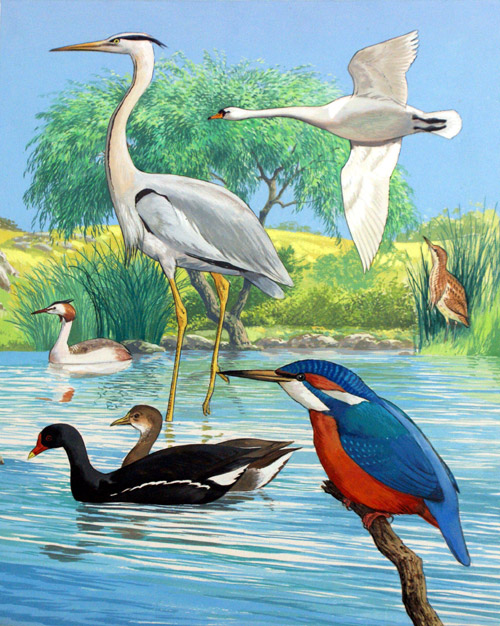 British Water Birds (Original) by John Rignall at The Illustration Art Gallery