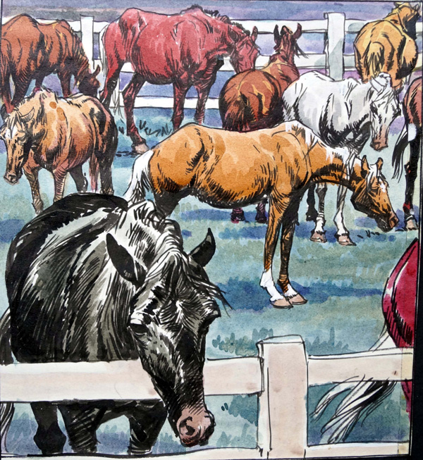 Black Beauty - In The Paddock (Original) by Black Beauty (Carlos Roume) Art at The Illustration Art Gallery