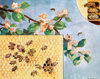 Peggy visits the bees (Original Macmillan Poster) (Print)