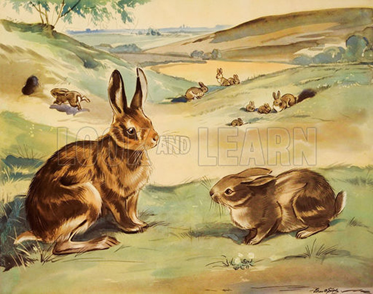 Wofflly the rabbit and Quick-ears the hare (Original Macmillan Poster) (Print) by Eileen Soper at The Illustration Art Gallery